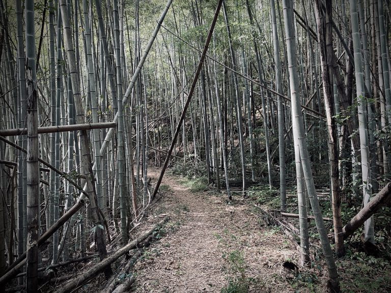 On the Pilgrim’s Path: Walking as a Metaphor for Life