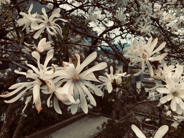 Learning to Stop: Aspiration for Earth Day 2020