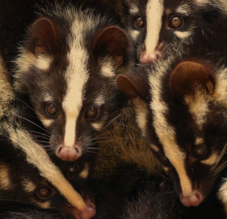 Consanguinity Part 2:  Pangolins and Pathogens