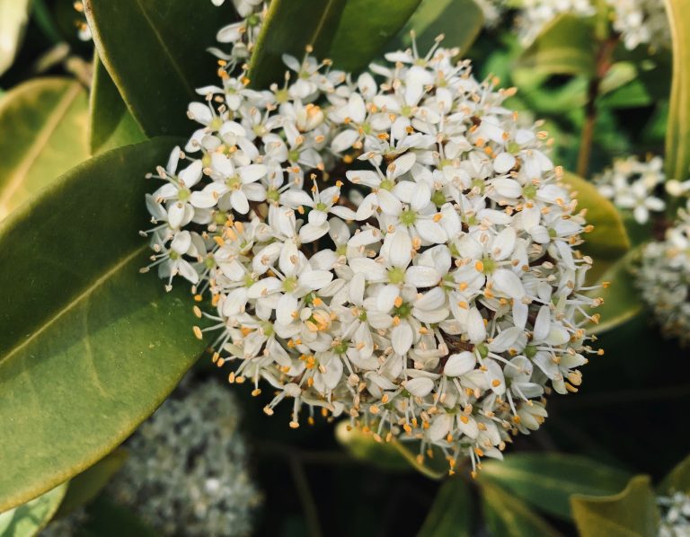 Finding Allies in All Things Green